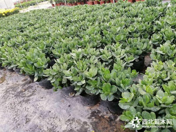福建省漳州市马口鑫泰园艺场专业从事花卉苗木种植与销售, 地处于福建